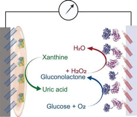  Xanthine-Based Polymer: 안정성과 내구성을 자랑하는 미래형 소재는 무엇일까요?